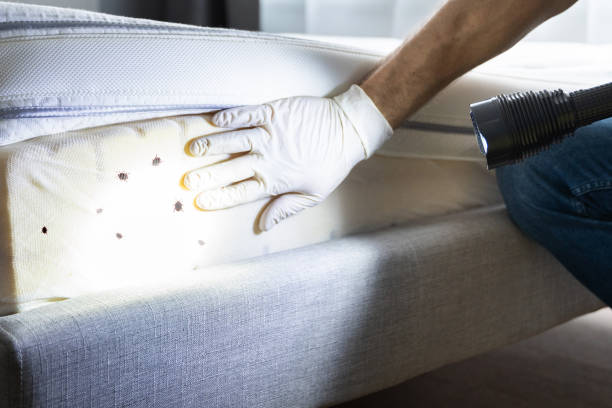 Best Spider Control Near Me  in West Modesto, CA