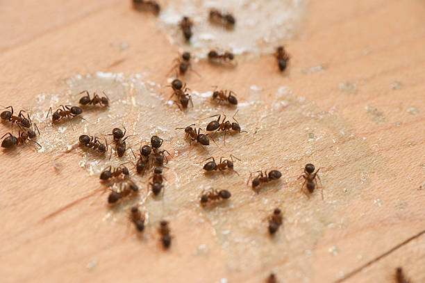 Best Pest Prevention Services  in West Modesto, CA